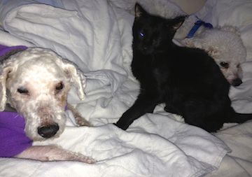 a little black cat sits next to an elderly blind dog